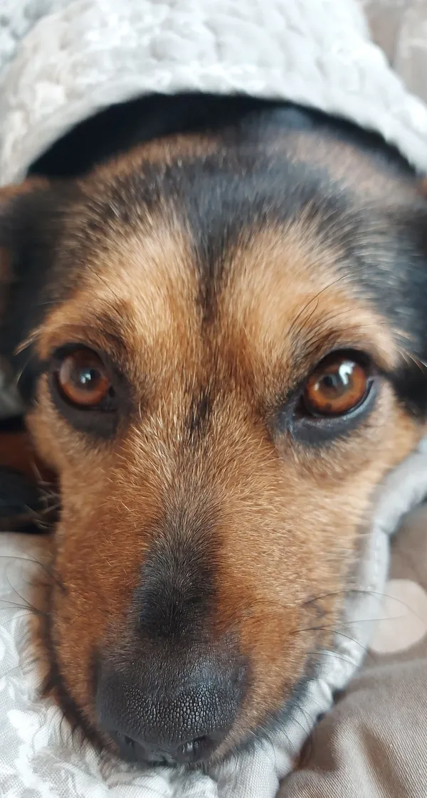 Zaginął pies, Dąbrowa Górnicza, Reden, 8 lutego 2025 (1/2)