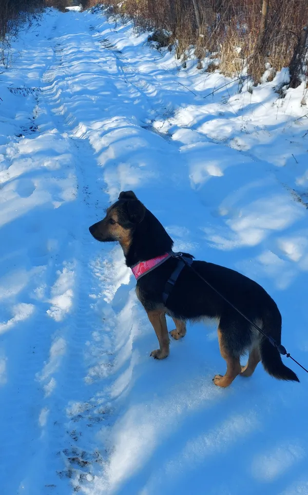 Zaginął pies, Dąbrowa Górnicza, Reden, 8 lutego 2025 (2/2)