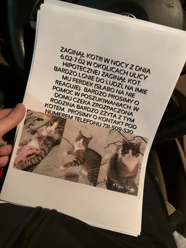 Zaginął kot, Łódź, 7 lutego 2025