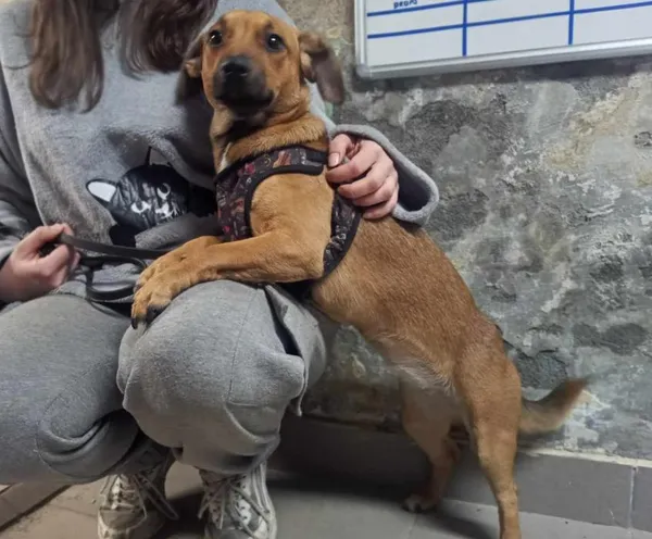 Znaleziono psa, Toruń, 7 lutego 2025