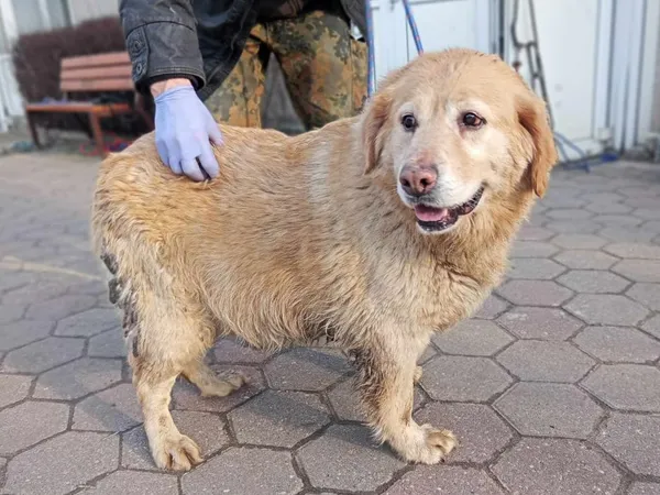 Znaleziono psa, Toruń, 4 lutego 2025