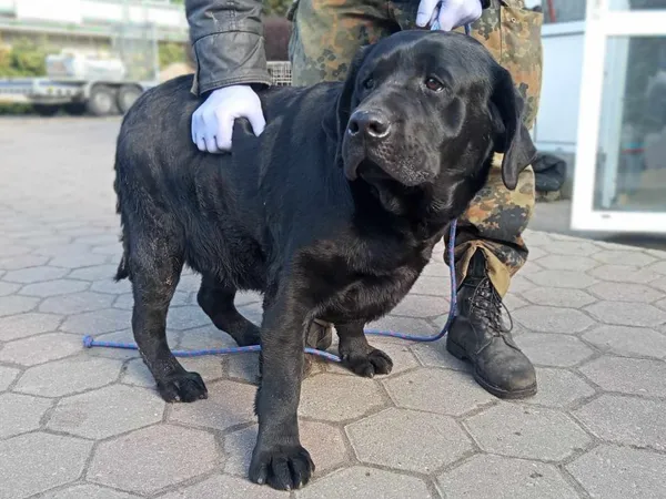 Znaleziono psa, Toruń, 4 lutego 2025