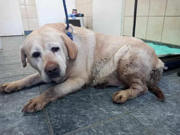 Znaleziono psa, Toruń, 4 lutego 2025