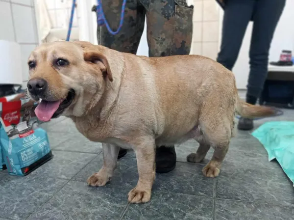 Znaleziono psa, Toruń, 4 lutego 2025