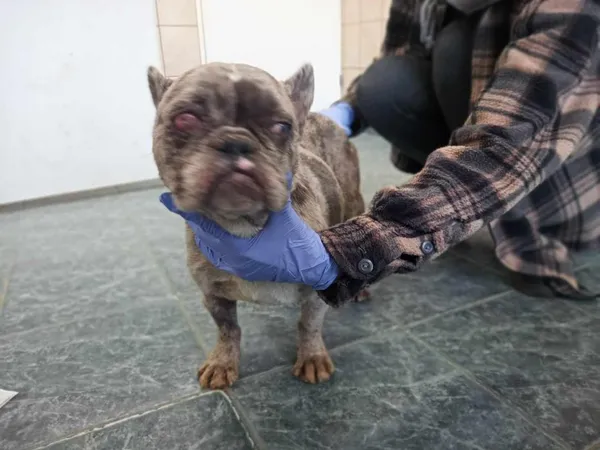 Znaleziono psa, Toruń, 4 lutego 2025