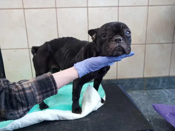 Znaleziono psa, Toruń, 4 lutego 2025