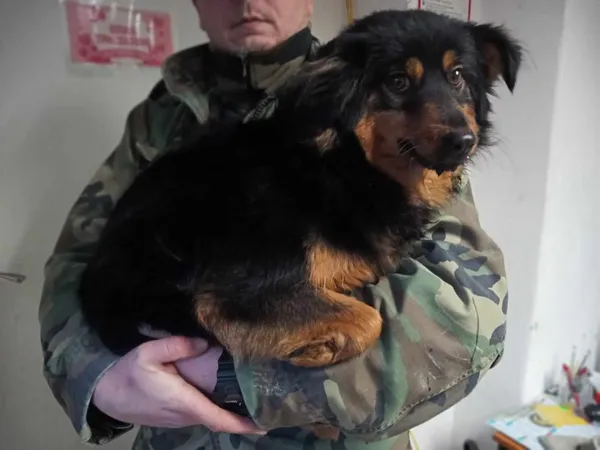 Znaleziono psa, Toruń, 3 lutego 2025