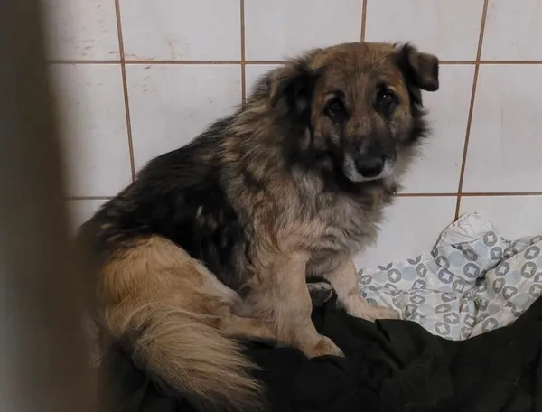 Znaleziono psa, Toruń, 2 lutego 2025