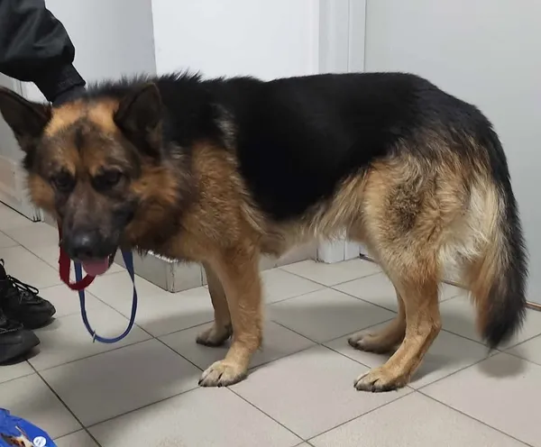 Znaleziono psa, Lublin, 7 lutego 2025