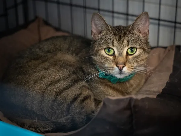 Znaleziono kota, Sosnowiec, 6 lutego 2025 (1/5)