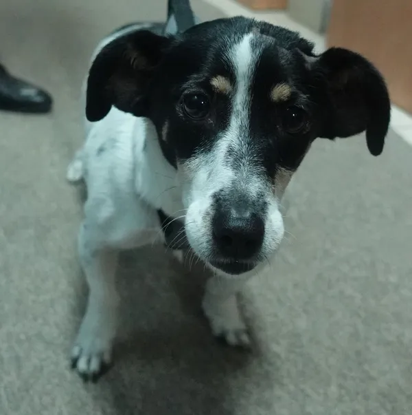 Znaleziono psa, Gdańsk, 8 lutego 2025