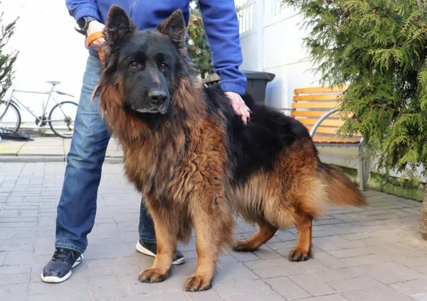 Znaleziono psa, Łódź, 8 lutego 2025 (2/3)