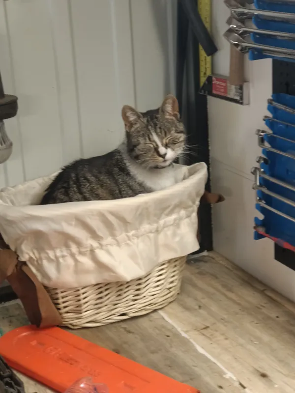 Zaginął kot, Gdańsk, Rudniki, 8 lutego 2025 (1/2)