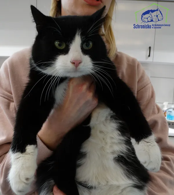 Znaleziono kota, Szczecin, 8 lutego 2025