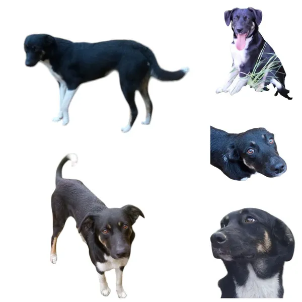 Zaginął pies, Prawęcin, 9 lutego 2025 (1/3)