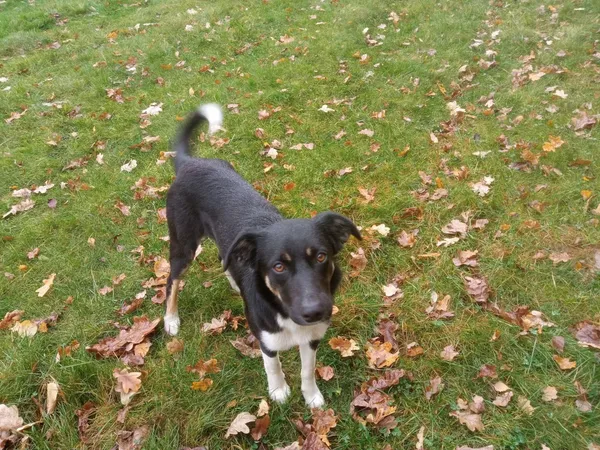 Zaginął pies, Prawęcin, 9 lutego 2025 (3/3)