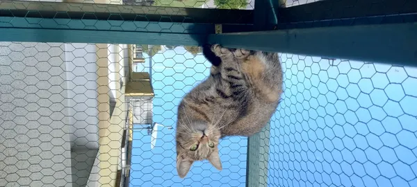 Zaginął kot, Łódź, 8 lutego 2025