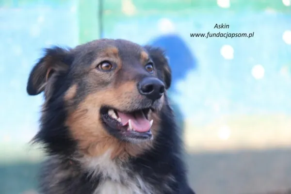 Pies do adopcji, Nowy Dwór Mazowiecki, 8 lutego 2025 (1/5)