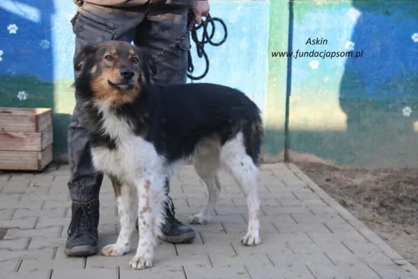 Pies do adopcji, Nowy Dwór Mazowiecki, 8 lutego 2025 (2/5)