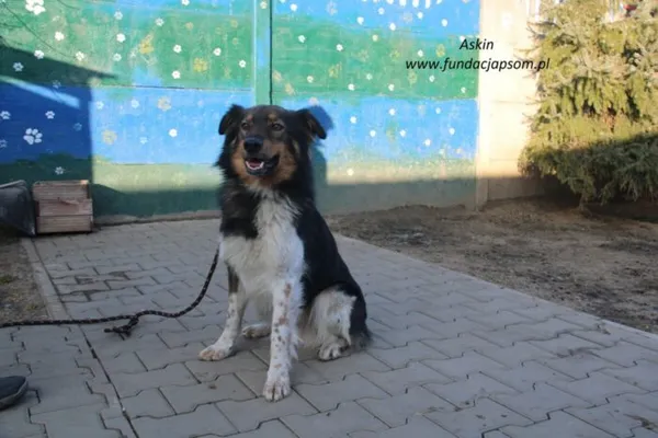 Pies do adopcji, Nowy Dwór Mazowiecki, 8 lutego 2025 (4/5)