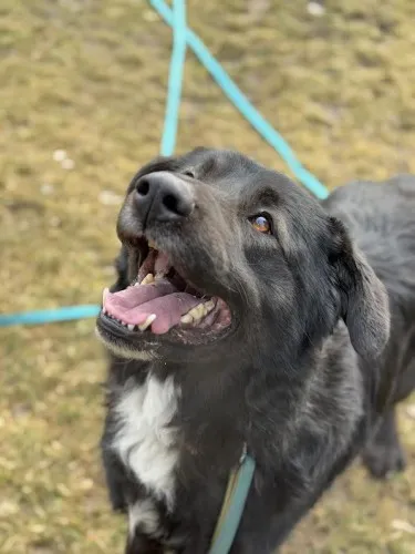 Pies do adopcji, Kraków, 25 stycznia 2025 (2/5)