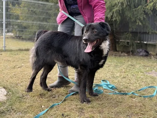 Pies do adopcji, Kraków, 25 stycznia 2025 (3/5)