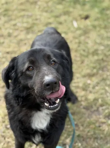 Pies do adopcji, Kraków, 25 stycznia 2025 (4/5)