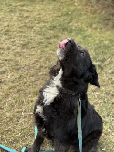 Pies do adopcji, Kraków, 25 stycznia 2025 (5/5)