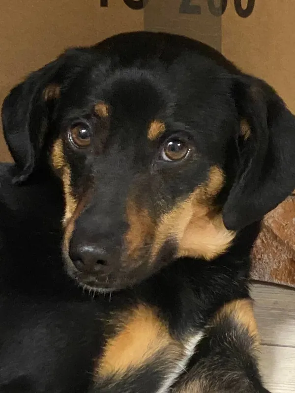 Zaginął pies, Starawieś, 9 lutego 2025 (2/3)