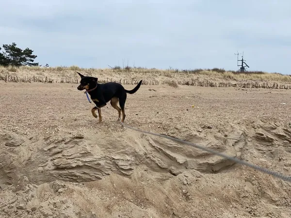 Zaginął pies, Starawieś, 9 lutego 2025 (3/3)