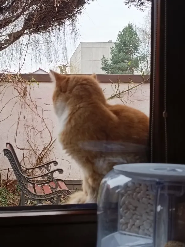 Znaleziono kota, Zamość, Osiedle Jana Zamoyskiego, 9 lutego 2025 (1/4)