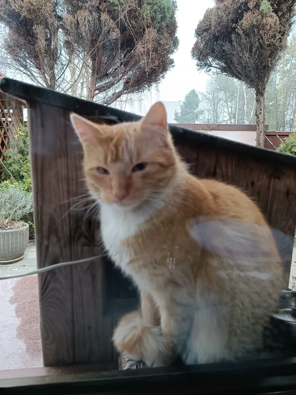 Znaleziono kota, Zamość, Osiedle Jana Zamoyskiego, 9 lutego 2025 (2/4)