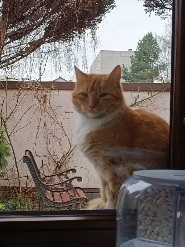 Znaleziono kota, Zamość, Osiedle Jana Zamoyskiego, 9 lutego 2025 (3/4)