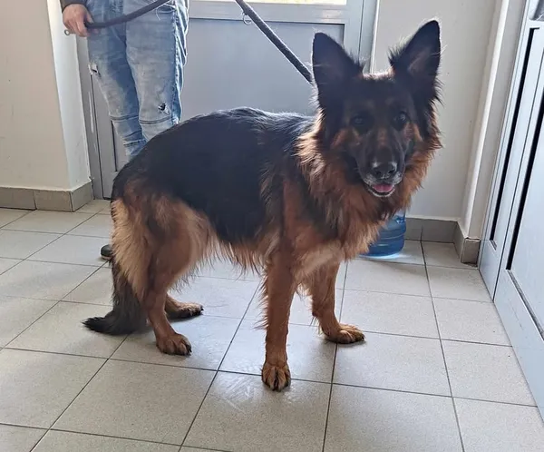 Znaleziono psa, Lublin, 9 lutego 2025