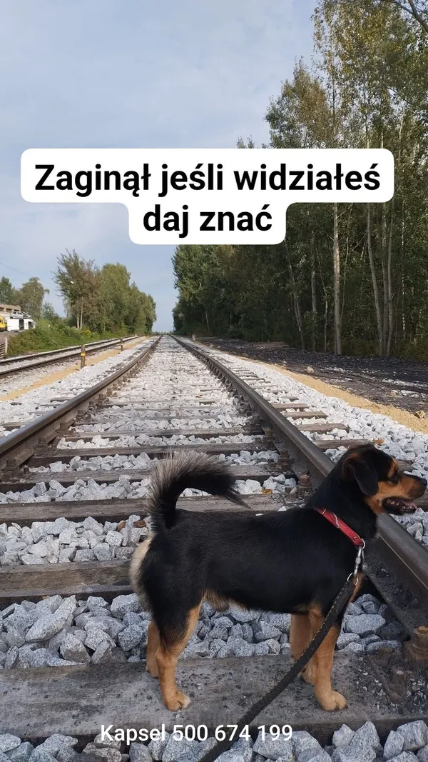 Zaginął pies, Jastrzębie-Zdrój, Jastrzębie Górne, 9 lutego 2025 (4/4)