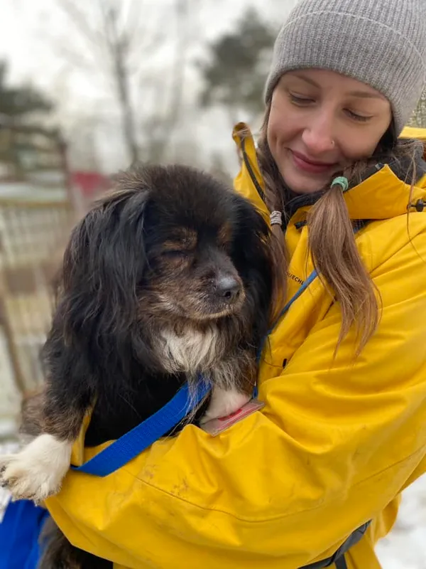 Pies do adopcji, Milanówek, 19 lutego 2025 (2/5)