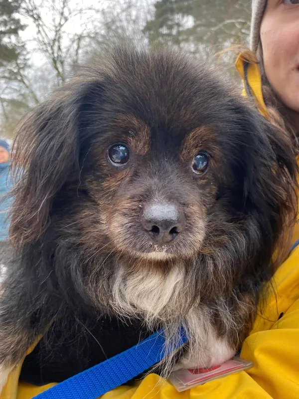 Pies do adopcji, Milanówek, 19 lutego 2025 (3/5)