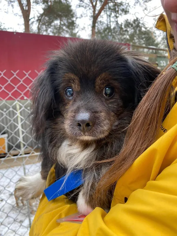 Pies do adopcji, Milanówek, 19 lutego 2025 (4/5)