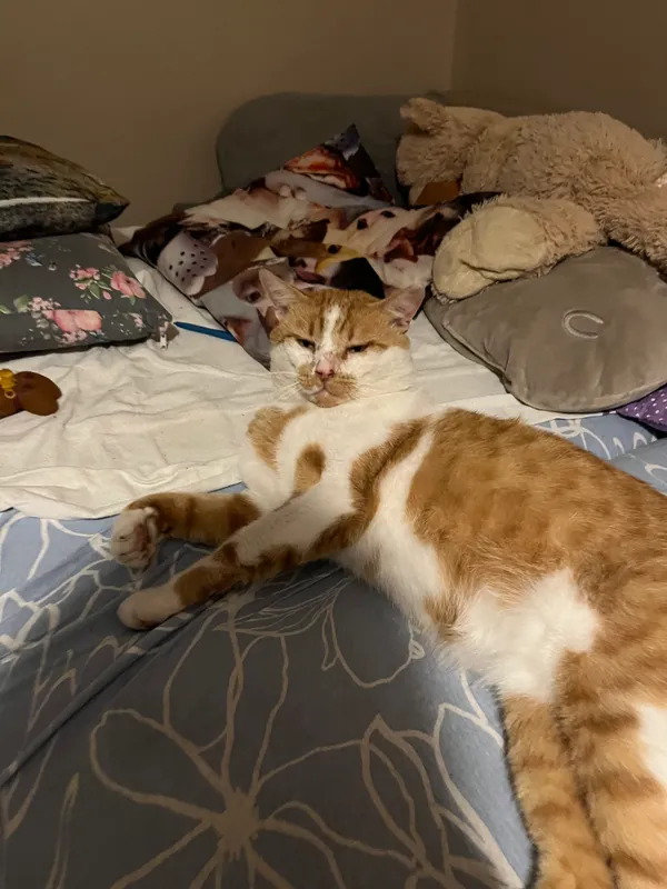 Zaginął kot, Łódź, Koziny, 9 lutego 2025 (1/3)