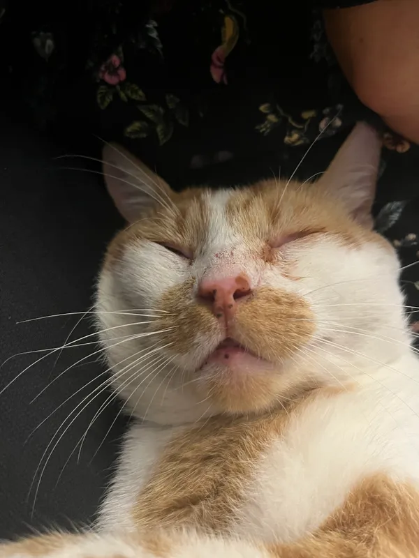 Zaginął kot, Łódź, Koziny, 9 lutego 2025 (2/3)