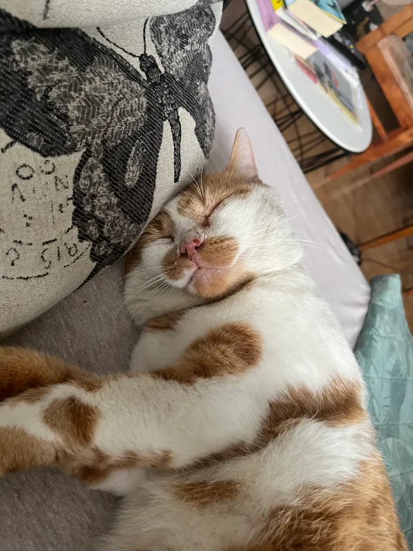 Zaginął kot, Łódź, Koziny, 9 lutego 2025 (3/3)