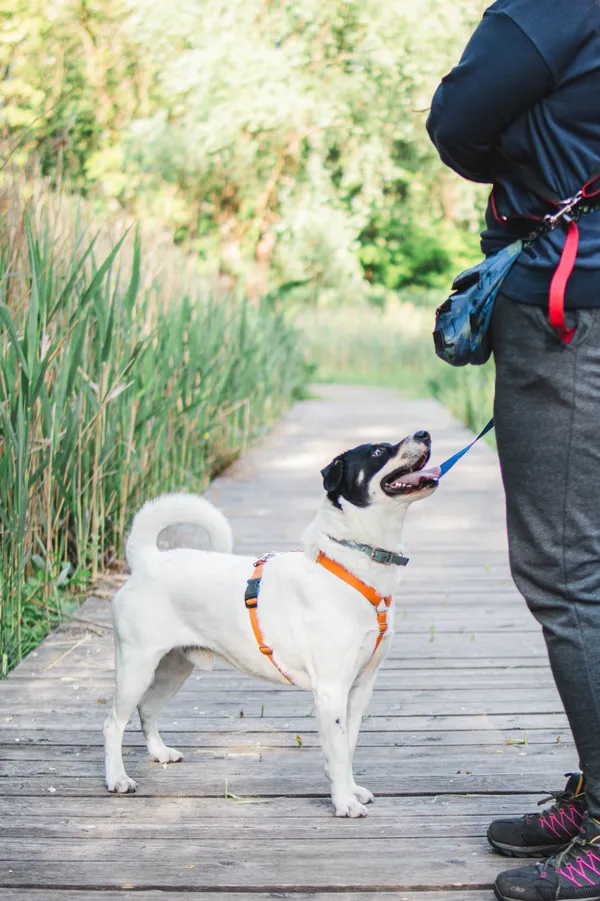 Znaleziono psa, Sosnowiec, 9 lutego 2025 (3/5)