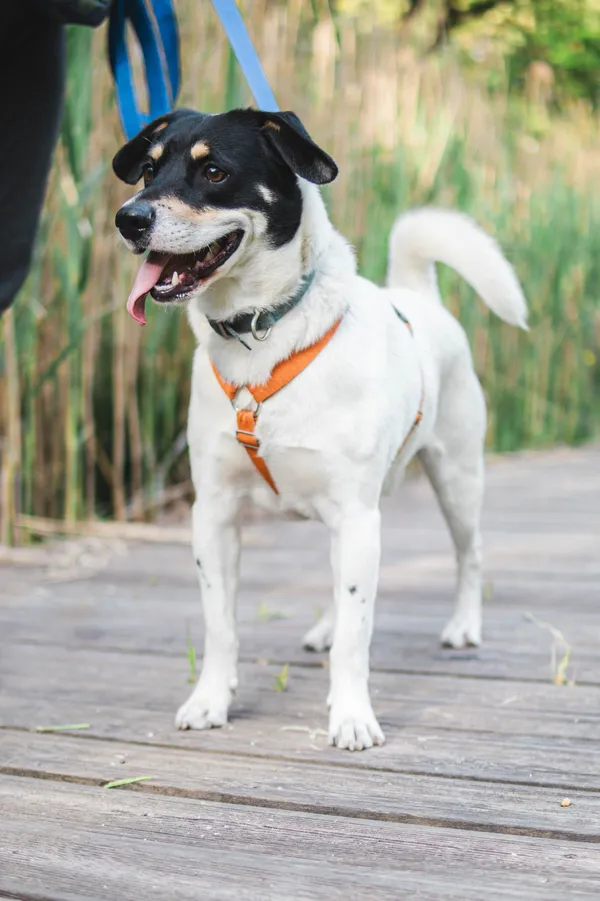 Znaleziono psa, Sosnowiec, 9 lutego 2025 (5/5)