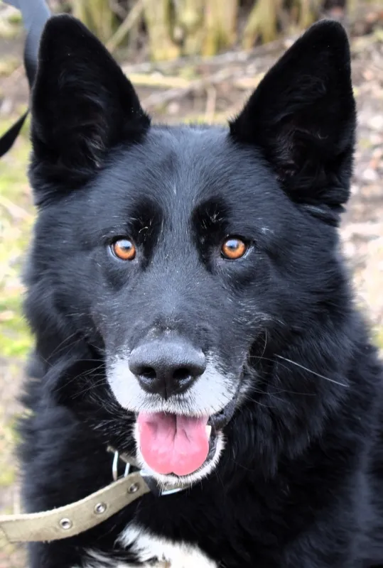 Znaleziono psa, Pieckowo, 7 lutego 2025 (1/5)