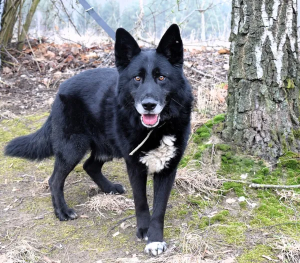 Znaleziono psa, Pieckowo, 7 lutego 2025 (2/5)