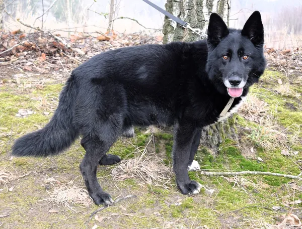 Znaleziono psa, Pieckowo, 7 lutego 2025 (3/5)