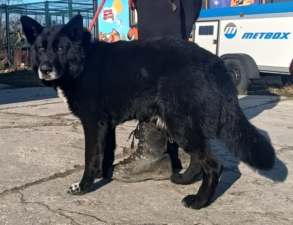 Znaleziono psa, Pieckowo, 7 lutego 2025 (4/5)