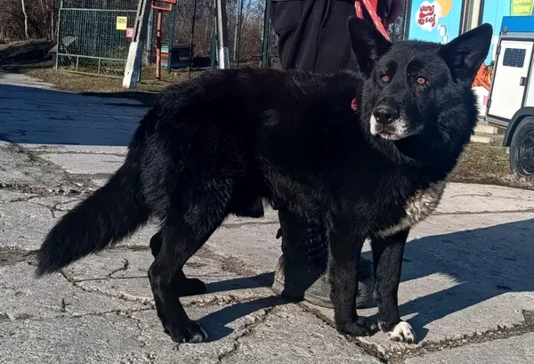 Znaleziono psa, Pieckowo, 7 lutego 2025 (5/5)