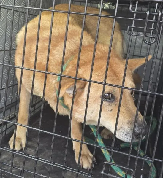 Znaleziono psa, Radom, 7 lutego 2025