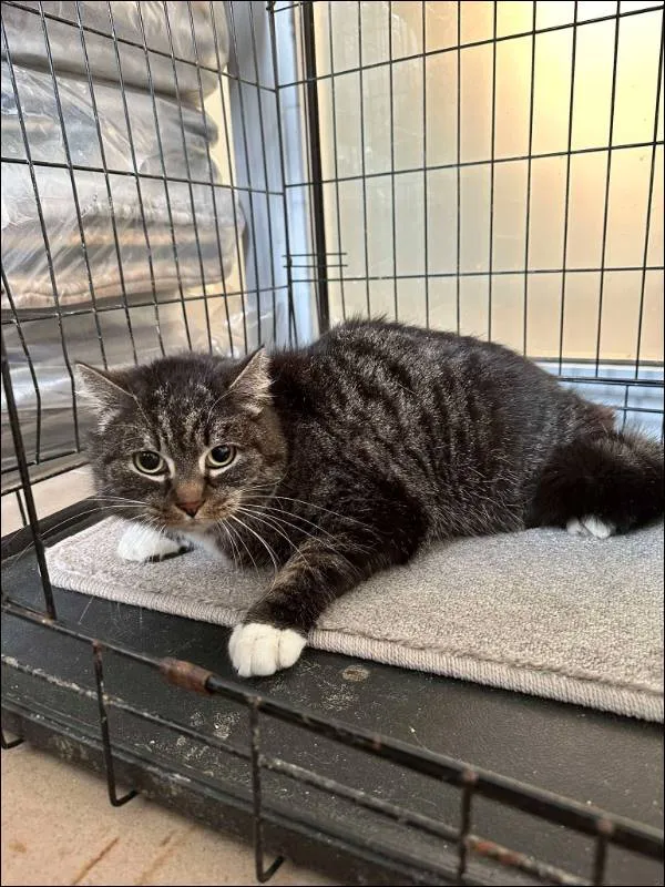 Znaleziono kota, Grudziądz, 10 lutego 2025